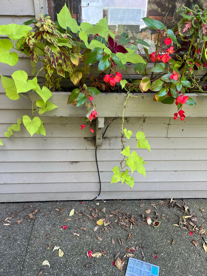 A window box planter filled with green leafy vines and bright red flowers, mounted on a light gray house siding above a concrete sidewalk with scattered leaves.