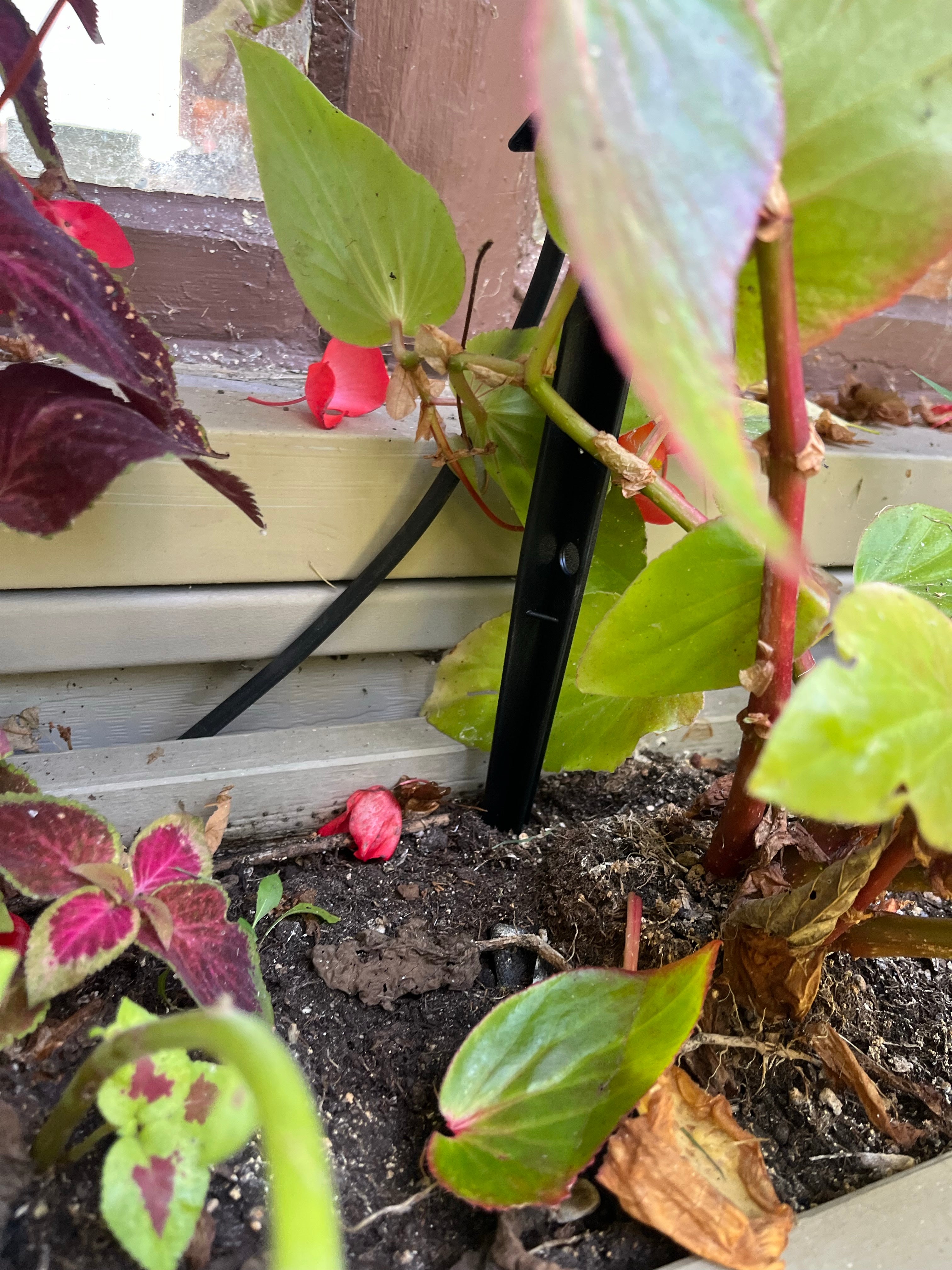 A close-up of a garden bed showing green and burgundy begonias growing in soil next to a black stake or stake-like plant component.